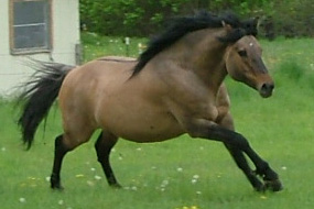 sooty dunskin horse